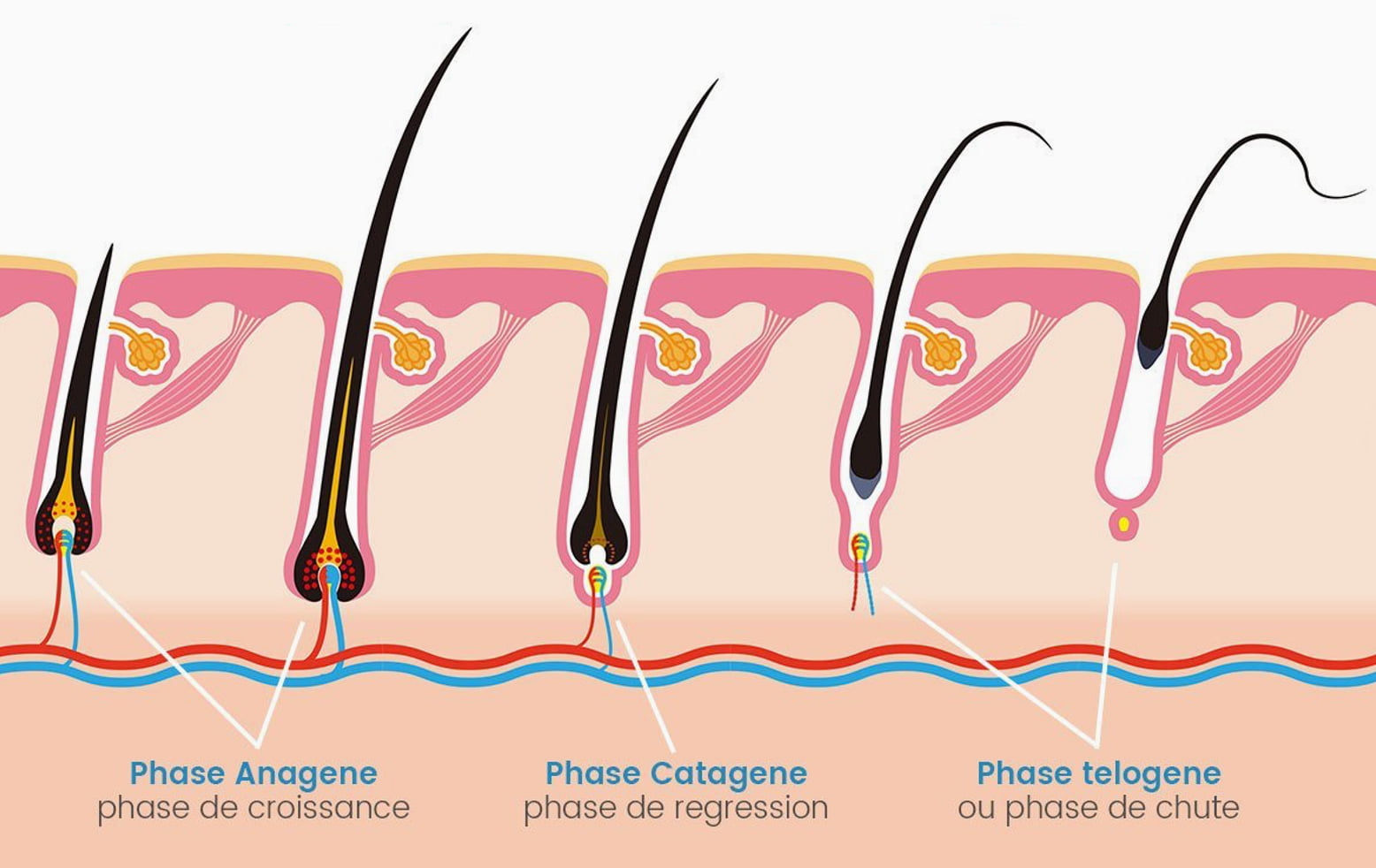 Les différentes phases de developpemet du cheveu et son cycle de vie