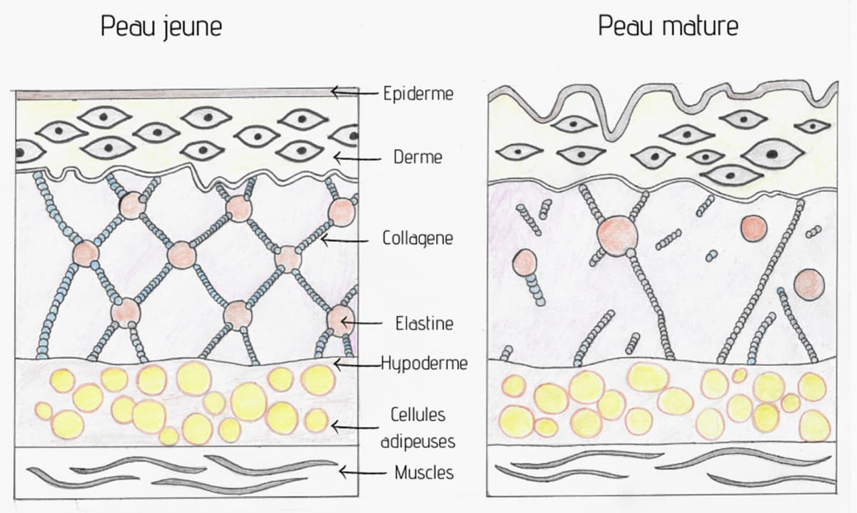 Schema présentant les différences entre une peau jeune et une peau mature